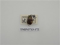 藏品(金龜子科)的圖片